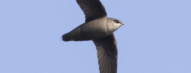 Help with Chimney Swifts